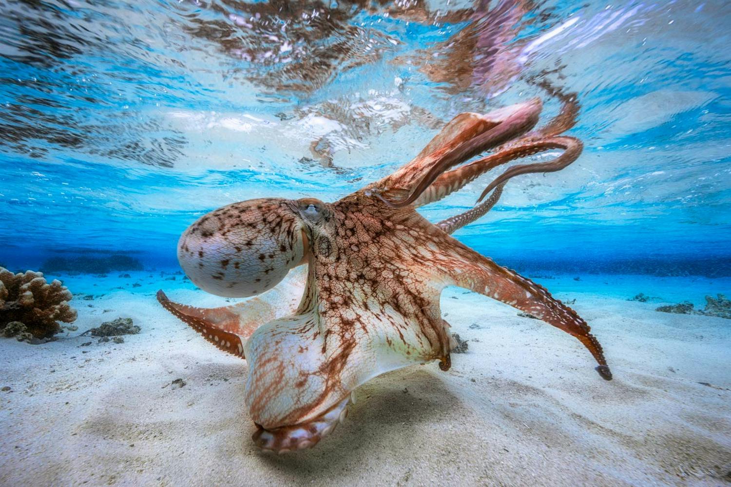 Paras vedenalaiskuva 2017 Gabriel Barathieu voitti Underwater Photographer of the Year 2017 -kilpailun kuvallaan Tanssiva mustekala